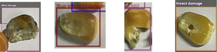 4 corn kernels with detection boxes